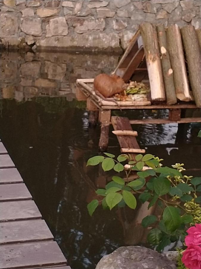 Altana Caloroczna Vira Numer 7 Herbergerowka Agroturystyka Na Wsi Duszniki Zdrój Buitenkant foto
